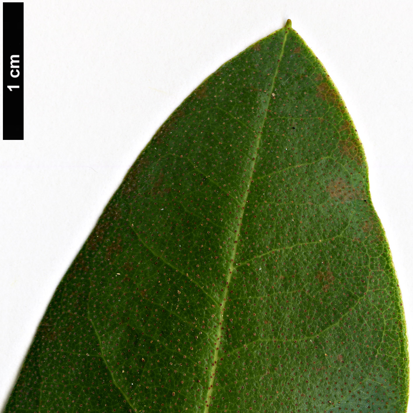 High resolution image: Family: Ericaceae - Genus: Rhododendron - Taxon: cinnabarinum - SpeciesSub: subsp. xanthocodon